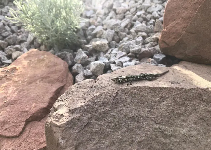 Honiggarten ダーン